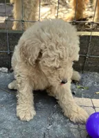 Ambers White, a male Goldendoodle for sale in Summerfield, FL – 2 of 4