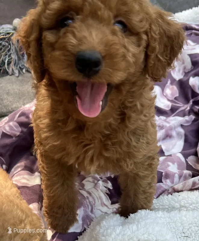 Ambers Blue – Goldendoodle puppy for sale in Summerfield, FL