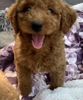 Ambers Blue, a male Goldendoodle for sale in Summerfield, FL – 1 of 6