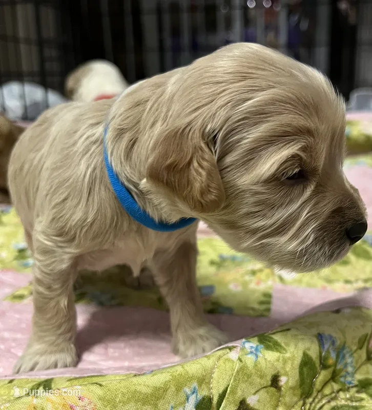 Daisys Blue Collar Cream boy Mini/ Medium Goldendoodle – Goldendoodle puppy for sale in Summerfield, FL