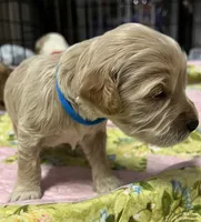 Daisys Blue Collar Cream boy Mini/ Medium Goldendoodle, a male Goldendoodle for sale in Summerfield, FL – 1 of 3