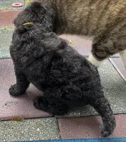 Aussies yellow collar, a female Labradoodle for sale in Summerfield, FL – 7 of 7
