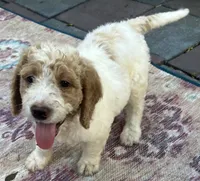 Daisys Red Collar Cream Parti boy Mini/ Medium Goldendoodle, a male Goldendoodle for sale in Summerfield, FL – 9 of 10