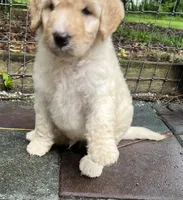 Aussie Green Collar, a male Labradoodle for sale in Summerfield, FL – 7 of 7