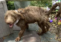 Joey, a male Labradoodle for sale in Summerfield, FL – 5 of 9