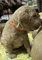 Daisys Orange collar mini Medium Goldendoodle Boy, a male Miniature Goldendoodle for sale in Summerfield, FL – 3 of 5