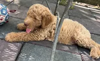 Daisys White Collar Cream boy Mini/ Medium Goldendoodle, a male Goldendoodle for sale in Summerfield, FL – 3 of 5