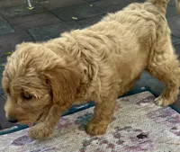 Daisys Purple Collar Cream Girl Mini/ Medium Goldendoodle, a female Goldendoodle for sale in Summerfield, FL – 9 of 9