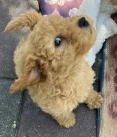 Ambers Yellow, a male Goldendoodle for sale in Summerfield, FL – 3 of 5