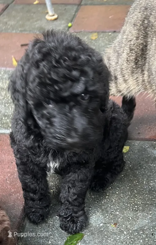 Aussies yellow collar – Labradoodle puppy for sale in Summerfield, FL