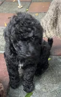 Aussies yellow collar, a female Labradoodle for sale in Summerfield, FL – 1 of 7