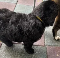 Aussies yellow collar, a female Labradoodle for sale in Summerfield, FL – 6 of 7