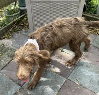 Joey, a male Labradoodle for sale in Summerfield, FL – 7 of 9