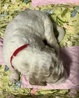 Daisys Red Collar Cream Parti boy Mini/ Medium Goldendoodle, a male Goldendoodle for sale in Summerfield, FL – 3 of 5
