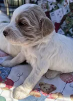 MINI MED Daisy Gree collar boy, a male Goldendoodle for sale in Summerfield, FL – Photo 6 of 6