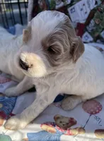 MINI MED Daisy Gree collar boy, a male Goldendoodle for sale in Summerfield, FL – Photo 5 of 6