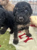 MINI MED Royal Pink collar boy, a female Goldendoodle for sale in Summerfield, FL – Photo 4 of 4