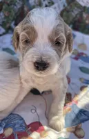 MINI MED Daisy Gree collar boy, a male Goldendoodle for sale in Summerfield, FL – Photo 1 of 6