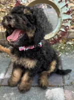 Penny MINI MED , a female Goldendoodle for sale in Summerfield, FL – Photo 4 of 5