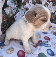 MINI MED Daisy Gree collar boy, a male Goldendoodle for sale in Summerfield, FL – Photo 2 of 6