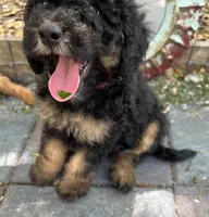 Penny MINI MED , a female Goldendoodle for sale in Summerfield, FL – Photo 3 of 5