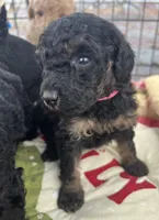 MINI MED Royal Pink collar boy, a female Goldendoodle for sale in Summerfield, FL – Photo 3 of 4