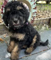 Penny MINI MED , a female Goldendoodle for sale in Summerfield, FL – Photo 1 of 5