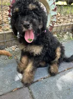 Penny MINI MED , a female Goldendoodle for sale in Summerfield, FL – Photo 5 of 5