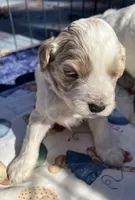 MINI MED Daisy Gree collar boy, a male Goldendoodle for sale in Summerfield, FL – Photo 4 of 6