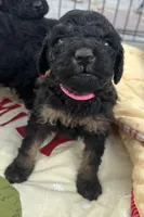 MINI MED Royal Pink collar boy, a female Goldendoodle for sale in Summerfield, FL – Photo 1 of 4