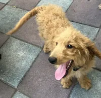 Gator mini/medium, a male Miniature Goldendoodle for sale in Summerfield, FL – 7 of 7
