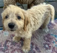 Daisys Blue Collar Cream boy Mini/ Medium Goldendoodle, a male Goldendoodle for sale in Summerfield, FL – 3 of 7