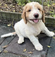 Daisys Red Collar Cream Parti boy Mini/ Medium Goldendoodle, a male Goldendoodle for sale in Summerfield, FL – 4 of 10