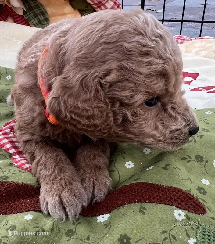 MINI Willow orange/ red collar Boy – Goldendoodle puppy for sale in Summerfield, FL