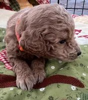 MINI Willow orange/ red collar Boy, a male Goldendoodle for sale in Summerfield, FL – Photo 1 of 7