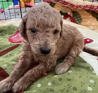 MINI Willow orange/ red collar Boy, a male Goldendoodle for sale in Summerfield, FL – Photo 7 of 7