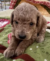 MINI Willow orange/ red collar Boy, a male Goldendoodle for sale in Summerfield, FL – Photo 2 of 7