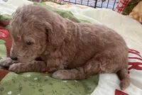 MINI Willow orange/ red collar Boy, a male Goldendoodle for sale in Summerfield, FL – Photo 3 of 7