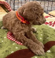 MINI Willow orange/ red collar Boy, a male Goldendoodle for sale in Summerfield, FL – Photo 5 of 7