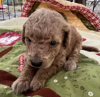 MINI Willow orange/ red collar Boy, a male Goldendoodle for sale in Summerfield, FL – Photo 4 of 7