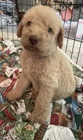 Cocoas Orange collar, a male Labradoodle for sale in Summerfield, FL – 3 of 5