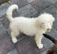 Cocoas Purple, a female Labradoodle for sale in Summerfield, FL – 3 of 10