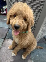 Winston MINI MED , a male Goldendoodle for sale in Summerfield, FL – Photo 3 of 5