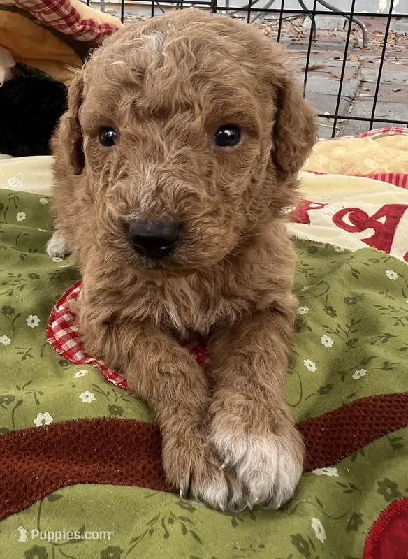 MINI MED Royal white collar boy – Goldendoodle puppy for sale in Summerfield, FL