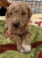 MINI MED Royal white collar boy, a male Goldendoodle for sale in Summerfield, FL – Photo 1 of 5