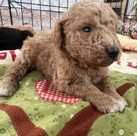 MINI MED Royal white collar boy, a male Goldendoodle for sale in Summerfield, FL – Photo 3 of 5