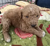MINI MED Royal white collar boy, a male Goldendoodle for sale in Summerfield, FL – Photo 4 of 5