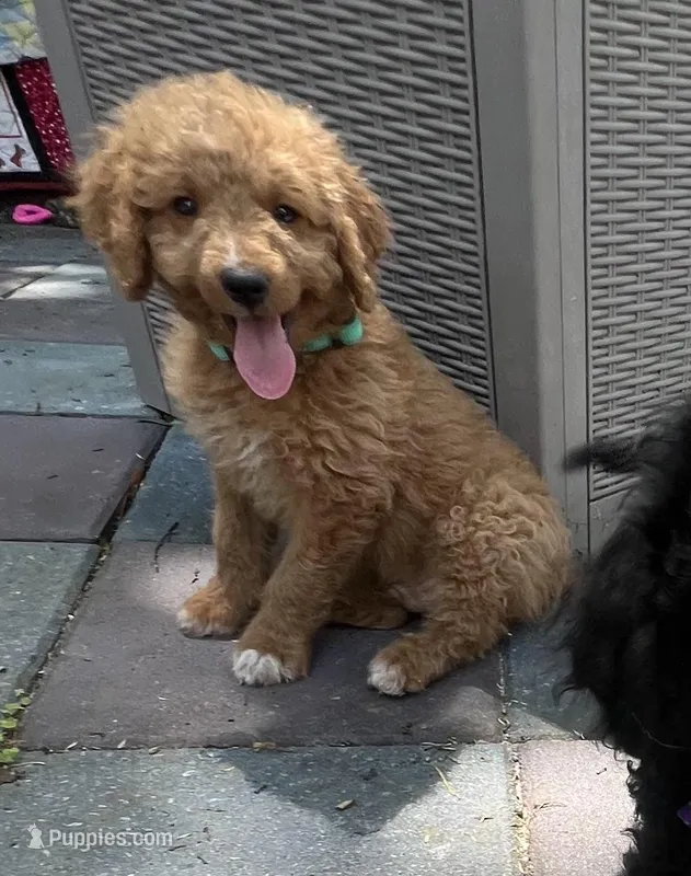 Winston MINI MED  – Goldendoodle puppy for sale in Summerfield, FL