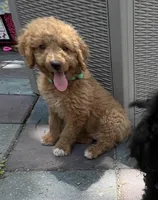 Winston MINI MED , a male Goldendoodle for sale in Summerfield, FL – Photo 1 of 5