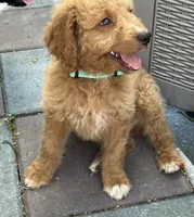 Winston MINI MED , a male Goldendoodle for sale in Summerfield, FL – Photo 5 of 5